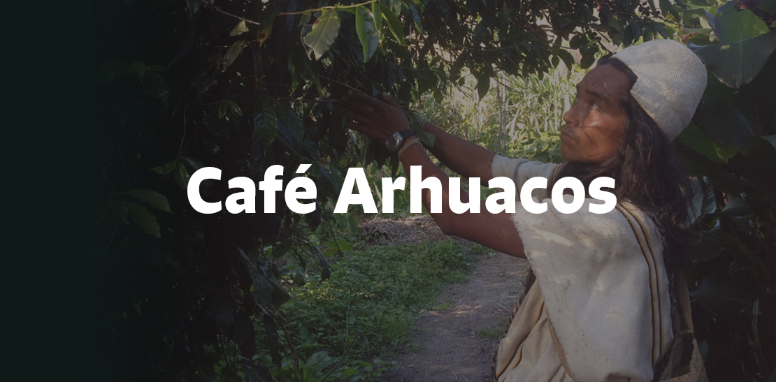 Indián z kmene Arhuacos sklízí kávová zrna